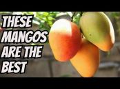 Fruitful Trees